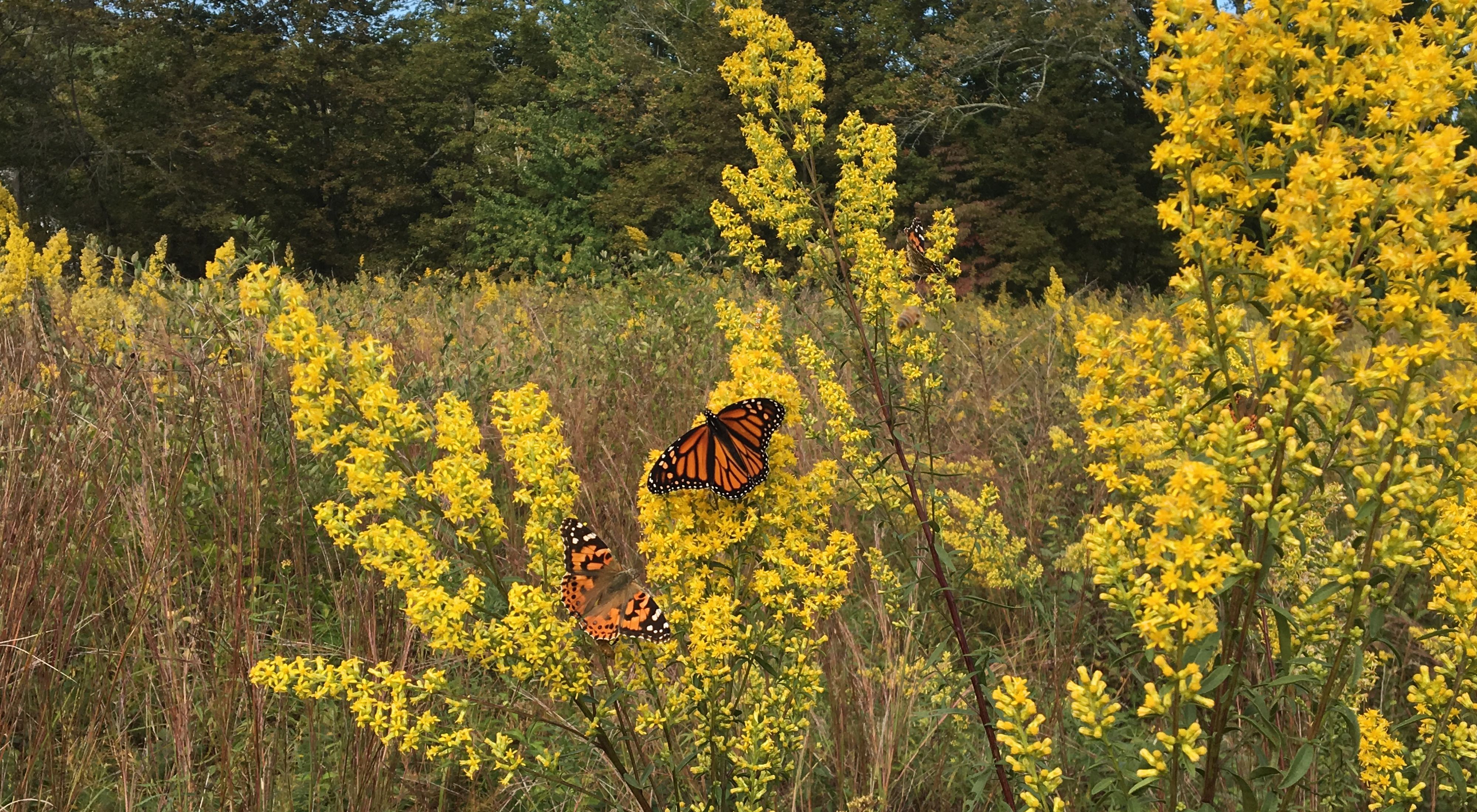 Two monarch butterflies perched on yellow plants.
