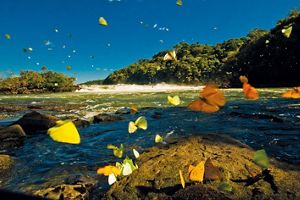 Many colorful butterflies flit over rocks at the edge of the ocean.