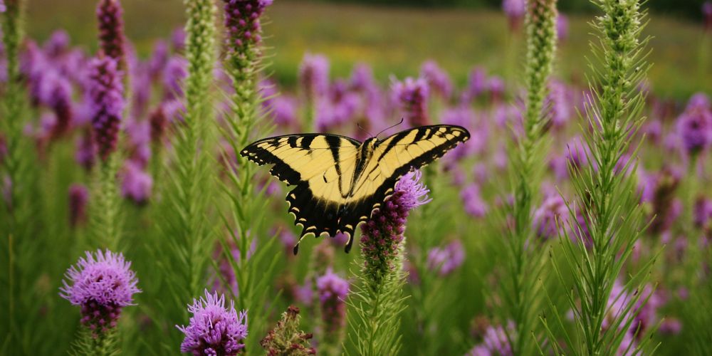 A yellow butterfly sits on a purple blazing star flower.