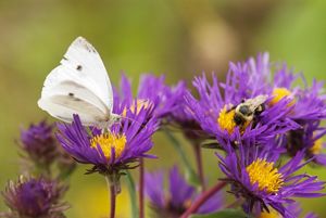 A white butterfly sits atop a purple aster with a golden center.