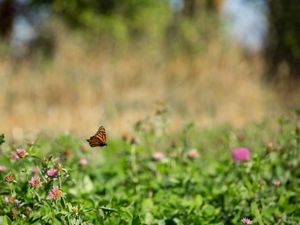 monarch butterfly on a wildflower in a field in MI