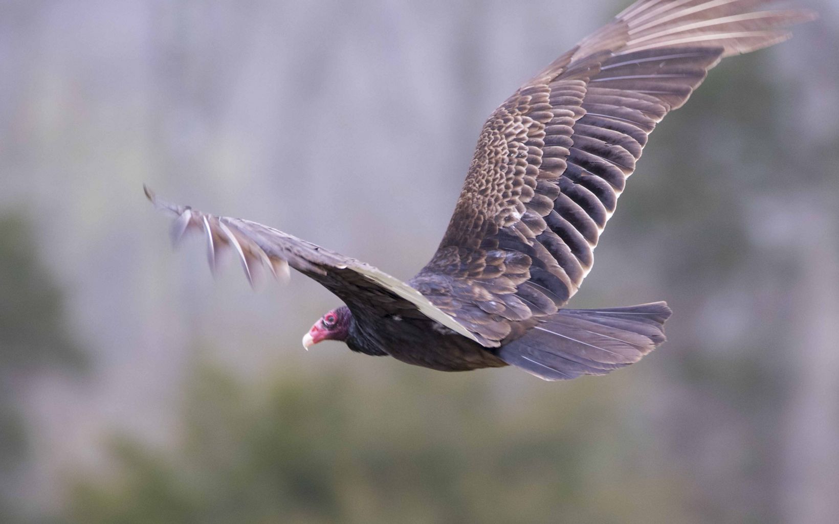 Turkey Vulture (Cathartes aura) This trail's namesake. Also known as buzzards, these large birds have a six-foot wingspan. They can be seen gliding on the air currents high in the sky.   © Rick Conner