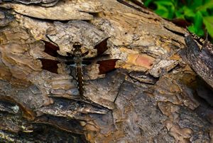 A whitetail dragonfly on tree bark.