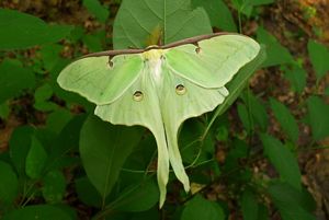 A green luna moth with its wings spread out on a leaf.
