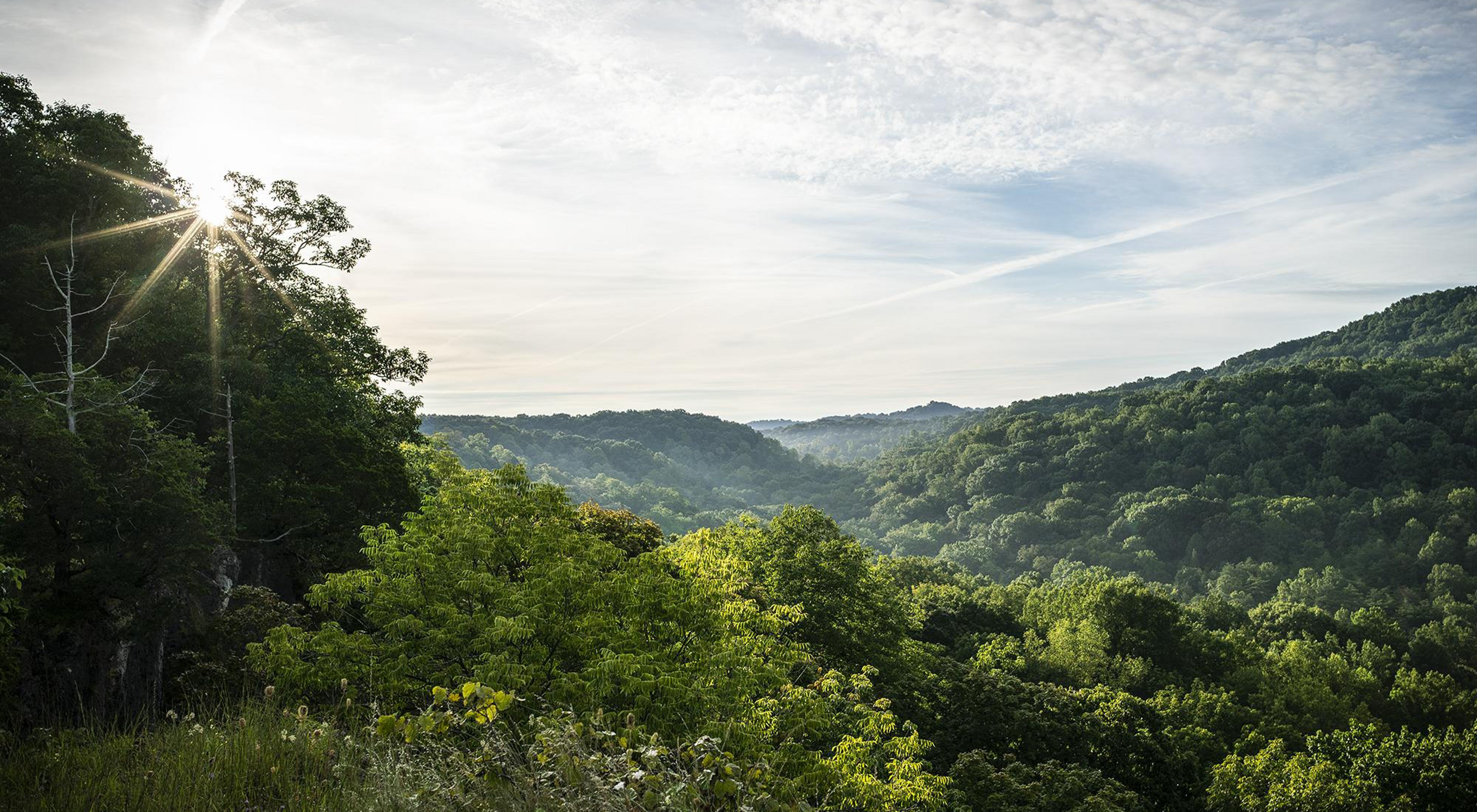 The sun shines through lush green trees at Edge of Appalachia Preserve.