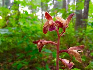 A crested coralroot orchid in a forest.