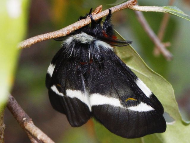 A large, black, fuzzy moth with a white strip across its wings hangs from the stem of a leaf.