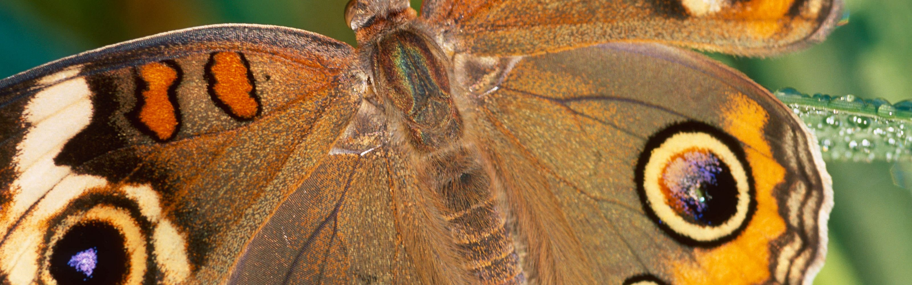 Closeup of a butterfly wing.
