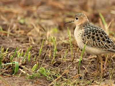 A small shorebird with a buff-colored underside and dark brown feathers on its back.