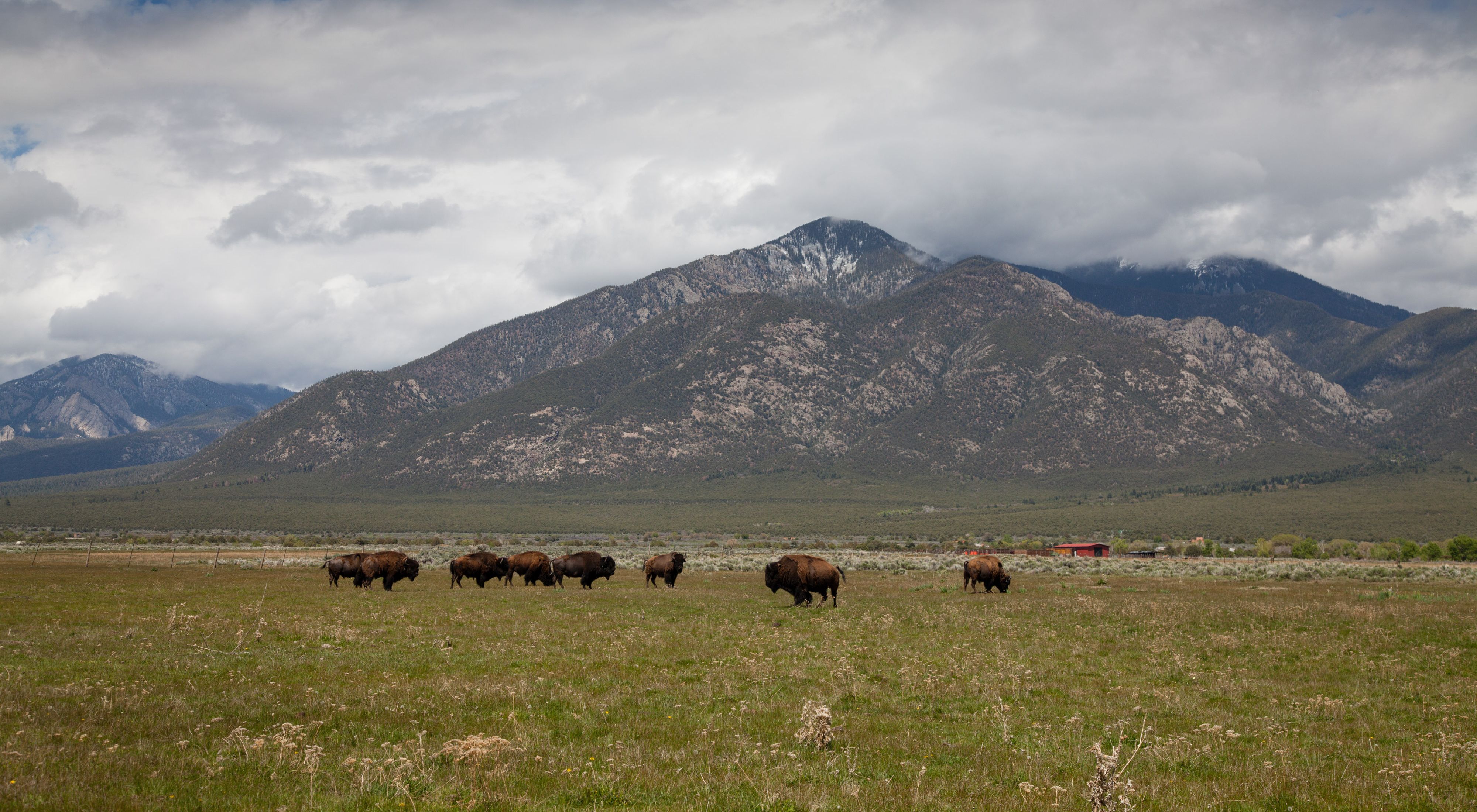 Bison roaming in New Mexico.