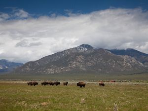 Bison roaming in a wide grassy field in New Mexico, with mountains in the background.