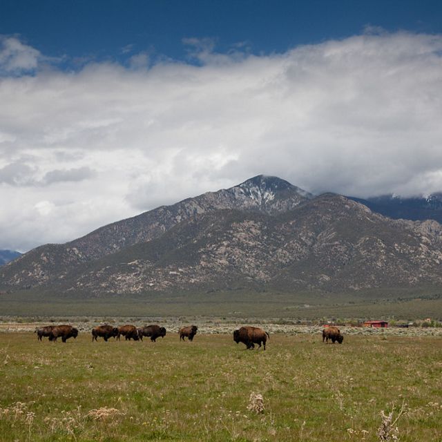 Bison roaming in a wide grassy field in New Mexico, with mountains in the background.