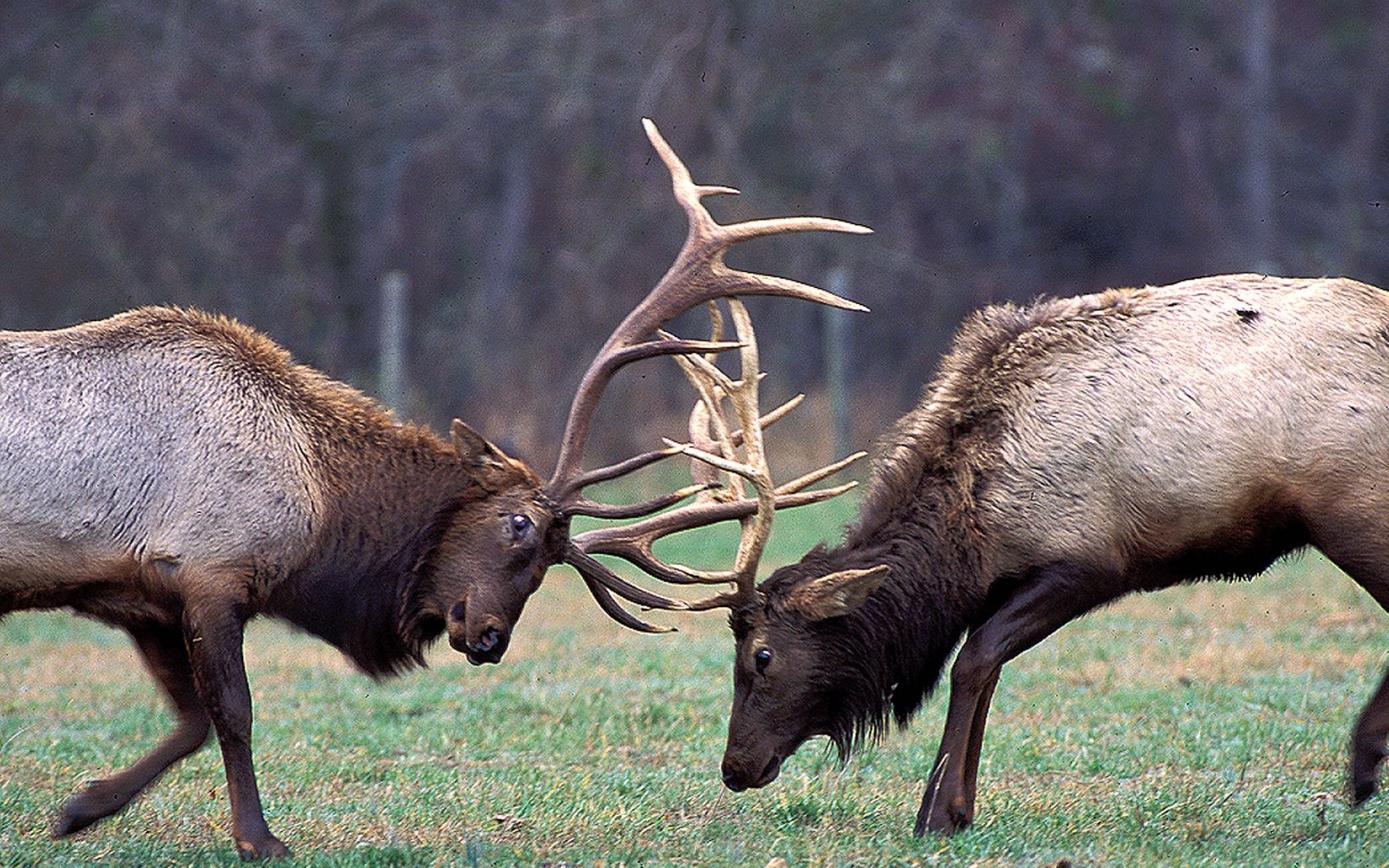 Two male elk locking horns.