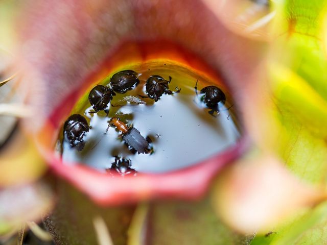 Insects floating in a pitcher plant pitcher.