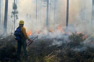 A person wearing a hard hat and yellow clothing stands next to a fire burning in a forest.