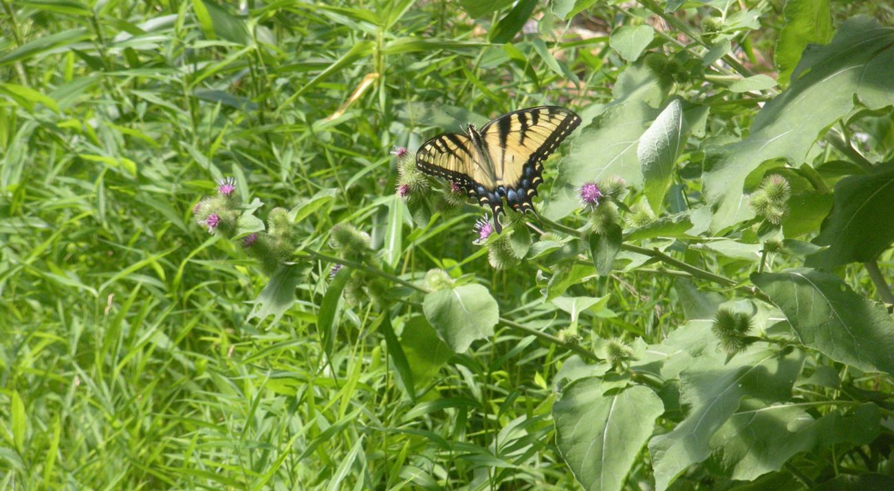 A yellow and black butterfly rests on a branch.