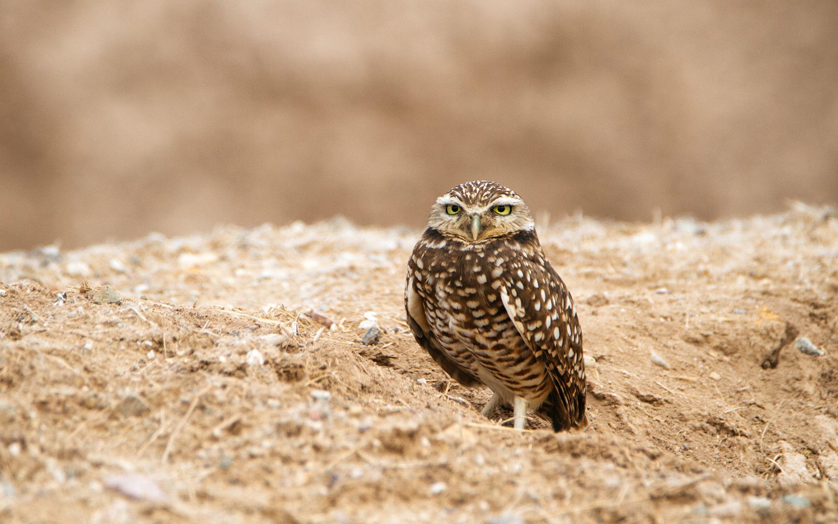 Burrowing Owl USFWS Parklet Slideshow 