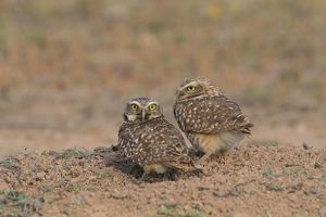 Two small burrowing owls sit together on the rocky desert ground.