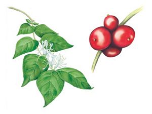 Two illustrations, of single lobed leaves on a thin stem with small white trumpet shaped flowers and a cluster of four red berries.