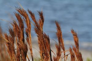 A closeup of brown and orange prairie-grass with feather like tips and long stems.