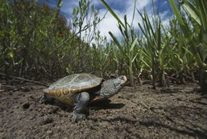 A diamondback terrapin is walking on the marsh floor. 