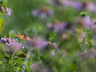 A butterfly lands on a purple flower.