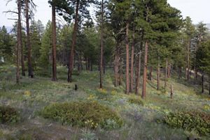 A field of flowers in a forest. 