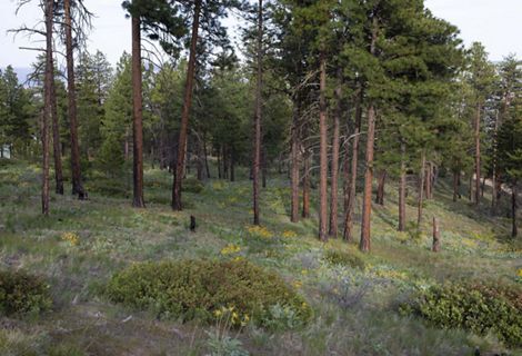 A field of flowers in a forest.