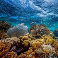 Un arrecife de coral en aguas poco profundas frente al municipio insular holandés de Bonaire en el sur del Caribe. Esta foto fue presentada en el concurso de fotografía de TNC de 2019.