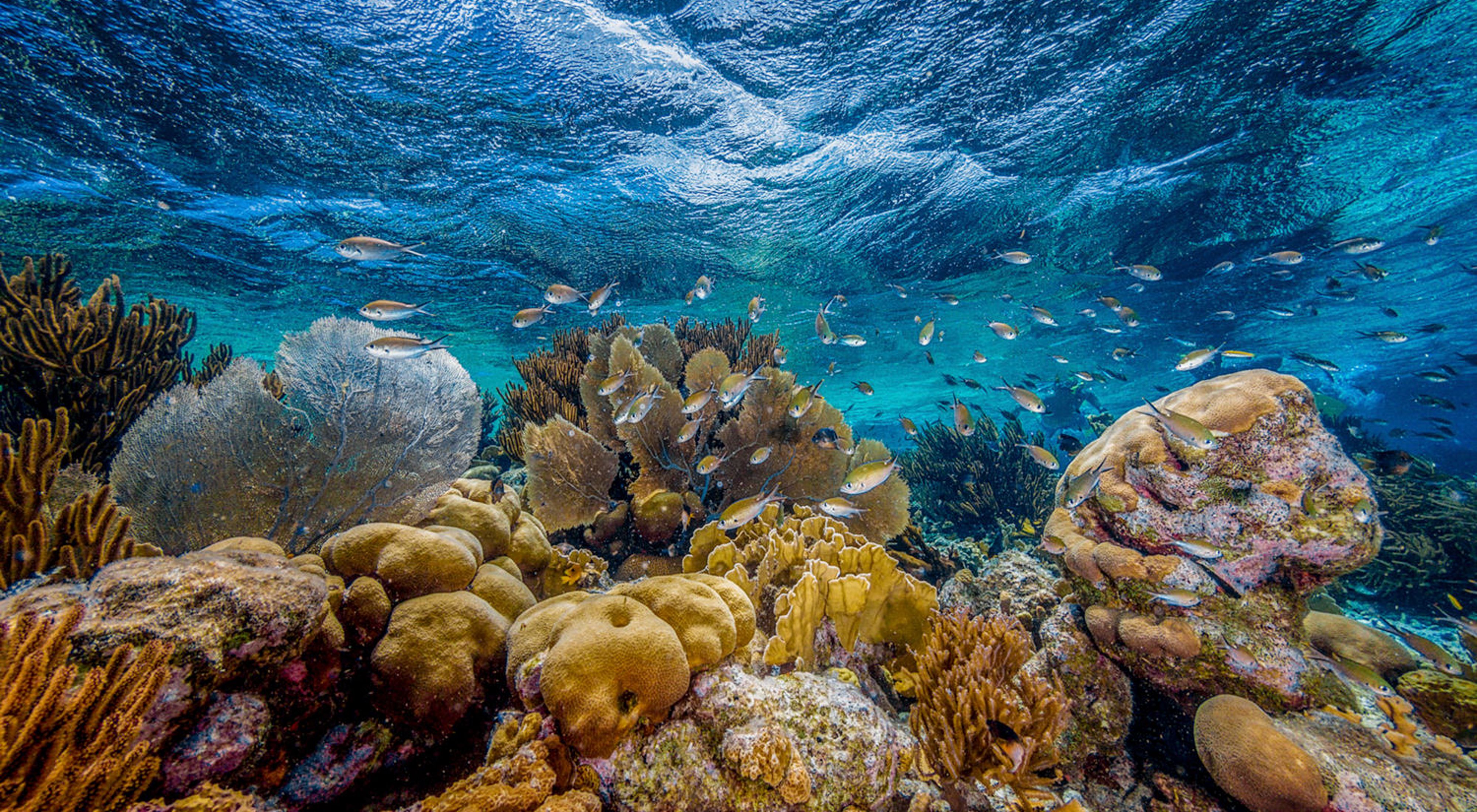 A coral reef in shallow water off of the Dutch island municipality of Bonaire in the southern Caribbean. This photo was entered into TNC's 2019 Photo Contest.