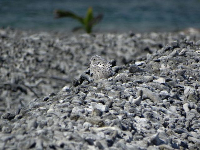 A grey backed tern chick blends in with the grey rocks around it.