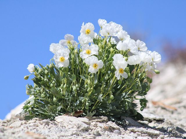 Closeup of a small plant with white flowers growing out of dry, rocky soil.
