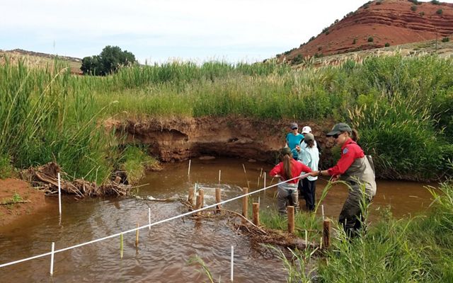 Several people stand knee-deep in water while one person measures a beaver dam analog.