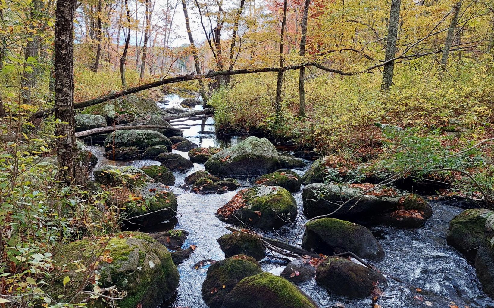 FALL COLORS The Beaver River is one of the healthiest coldwater streams in Rhode Island. © Cheryl Swinconeck/TNC