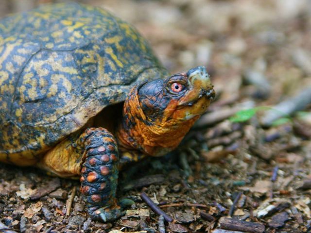 A close-up of a box turtle looking up.