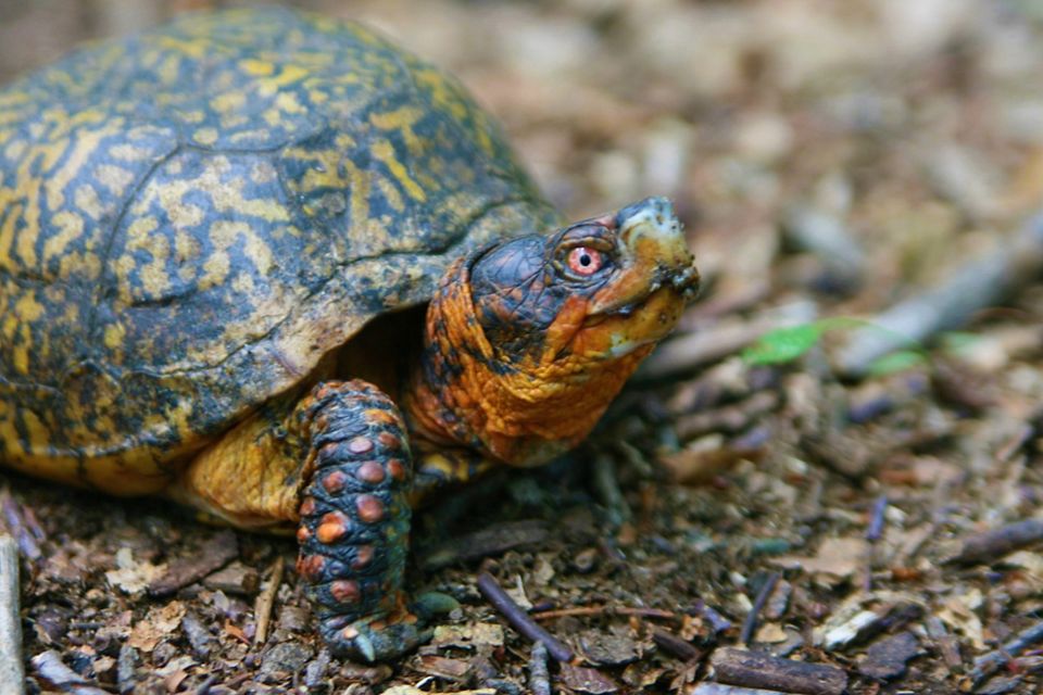 Beaver River Preserve | The Nature Conservancy in Rhode Island