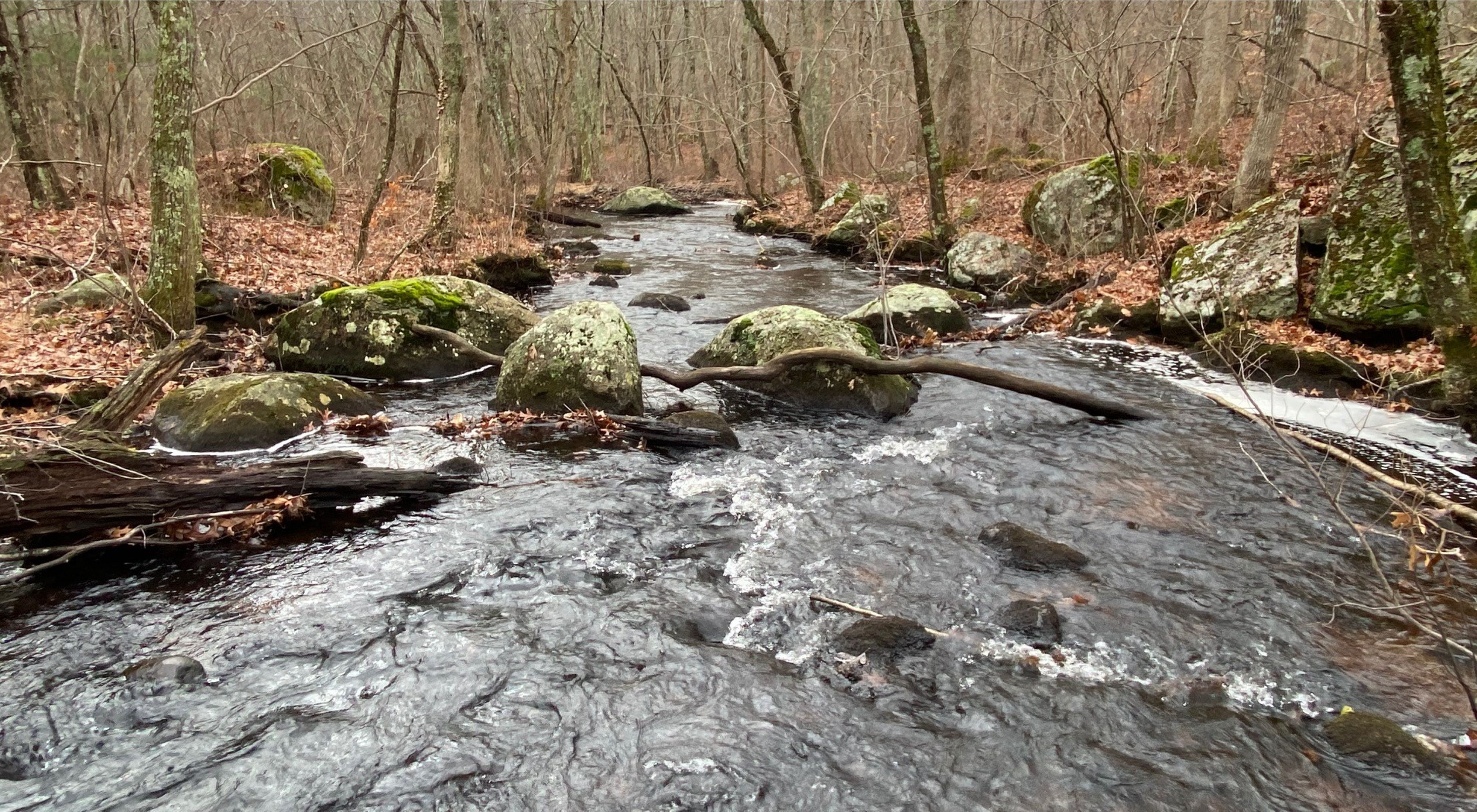 A wide, rocky stream rushes through the bare winter woods. 