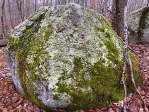 A large round granite boulder covered with light green lichen and dark green moss.