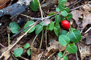 A single red berry growing from a tiny green vine on the forest floor.
