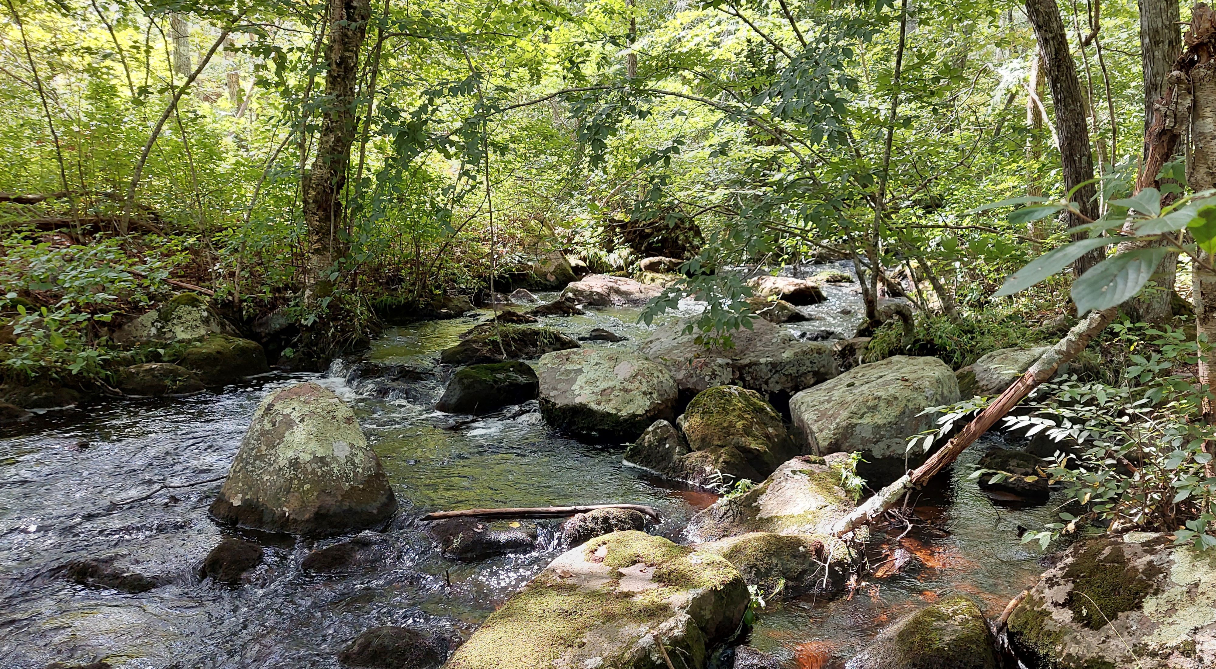 A small river with large, exposed boulders flows through the leafy understory on a sunny summer day.