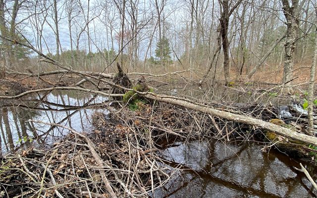 An irregular, two-foot-tall wall of branches forms a beaver dam with a wide wetland behind it in early spring.