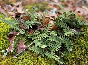 A small evergreen fern with deeply cut fronds growing out of a bed of moss.