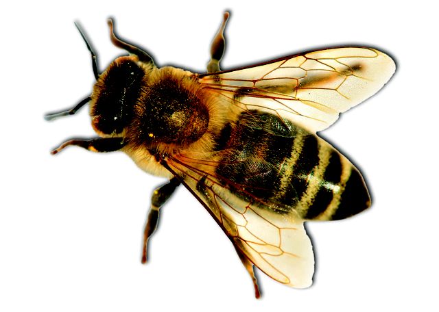 An image of a bee from above.