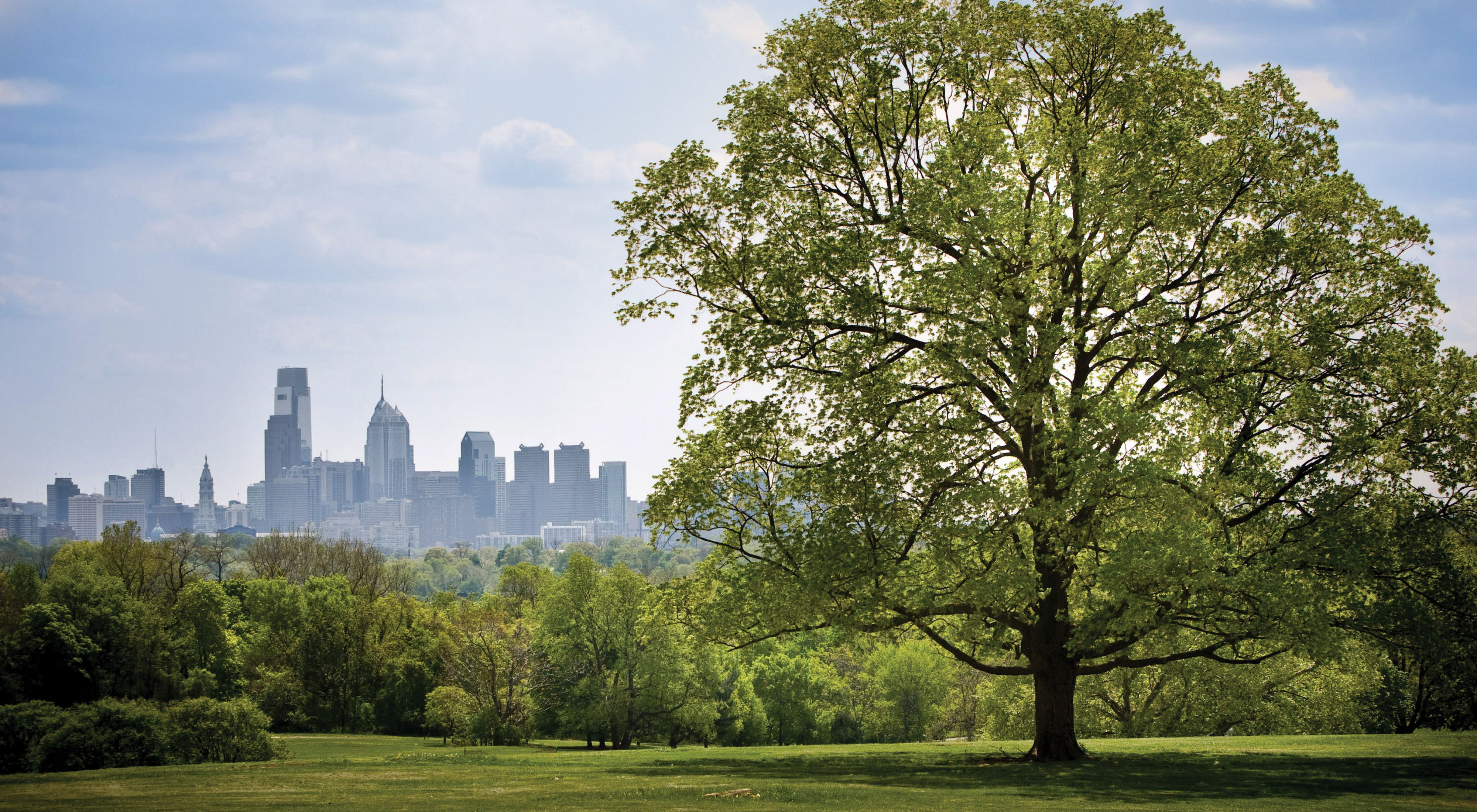 A tree sits on a grassy patch. In the distance a city skyline is visible. 