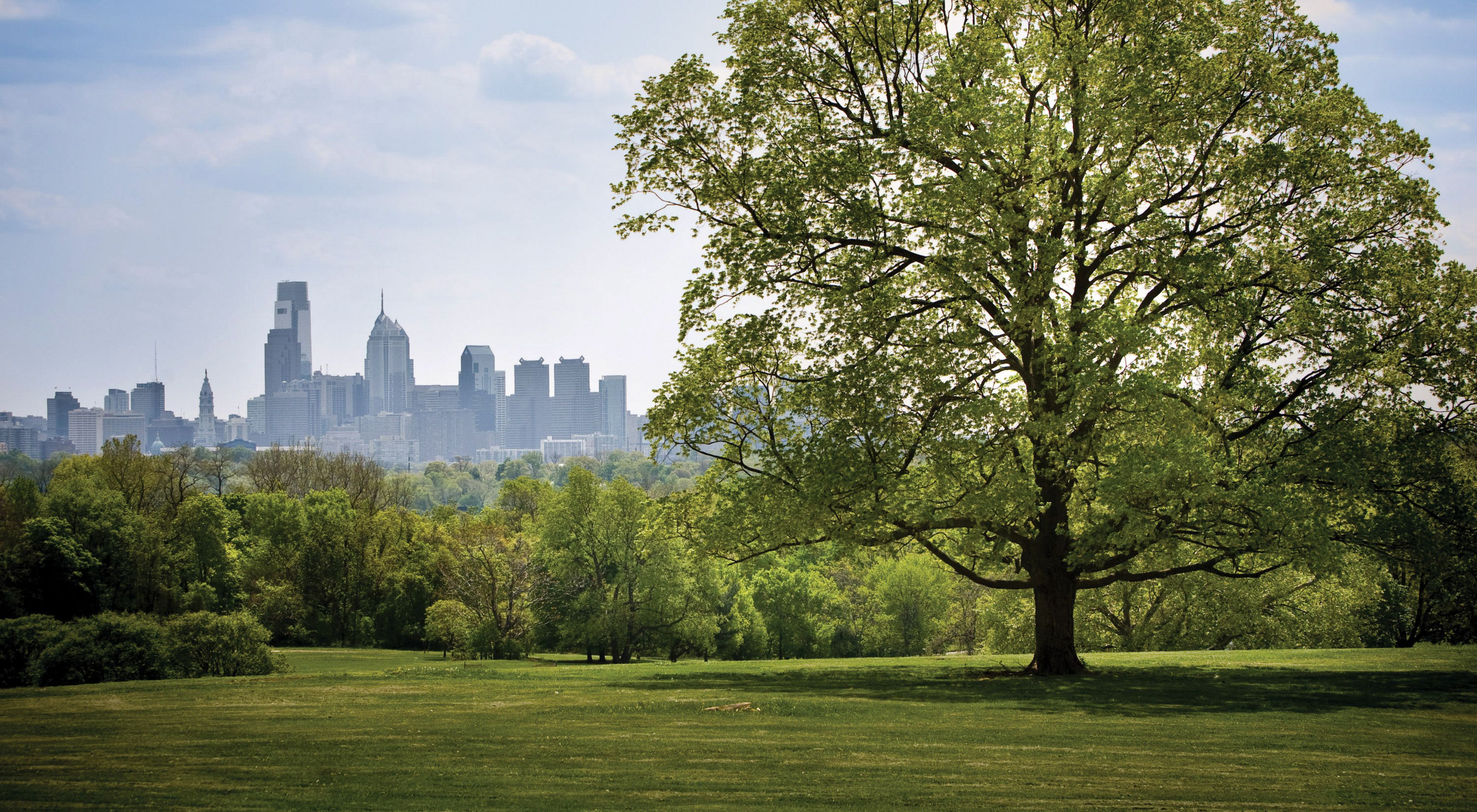 View across the river of the Philadelphia skyline. A tree in the foreground frames the city skyline in the background.