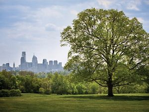 A city skyline emerges from behind a park with a large, full tree in the foreground. 
