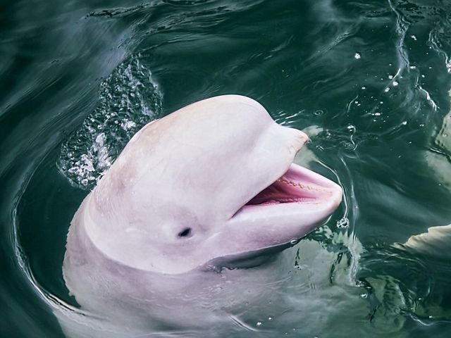 Beluga parece sonreir.