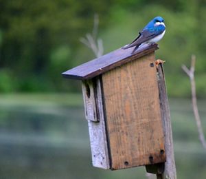 A blue bird rests on a wooden box.