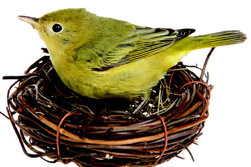 A yellow bird stands in a brown nest.