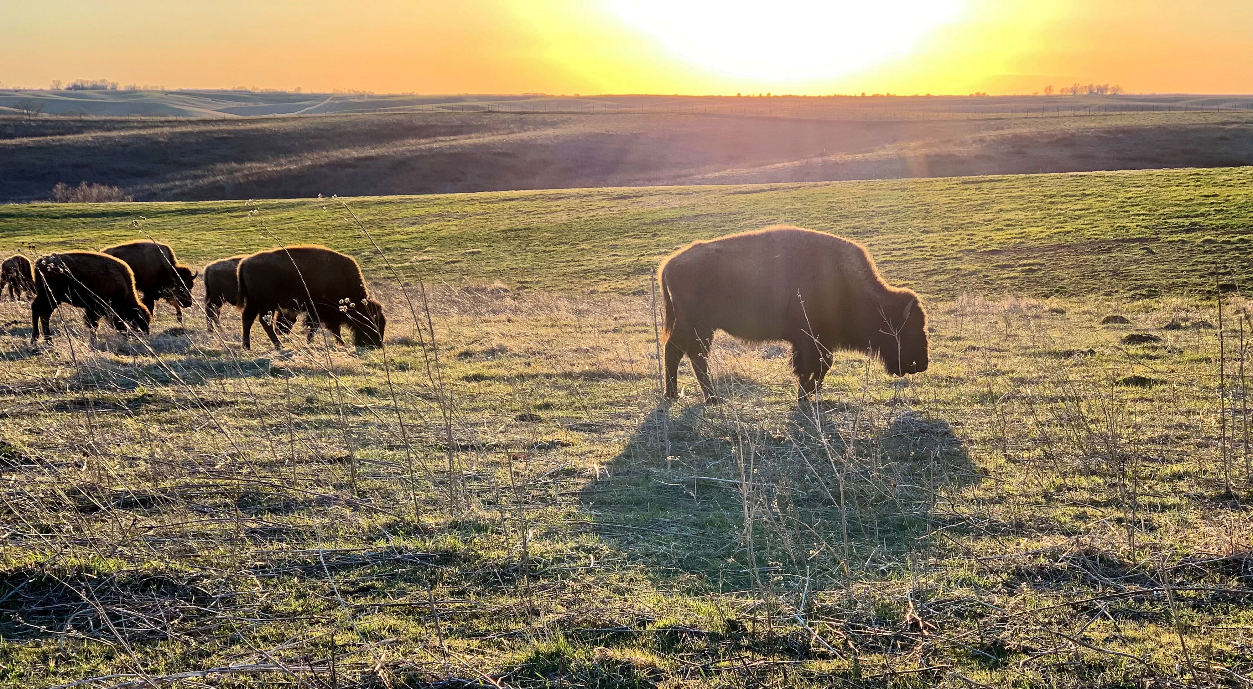 A group of bison graze on an open prairie at sunset.